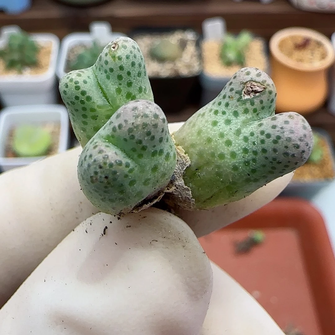 237园艺优选红斑马