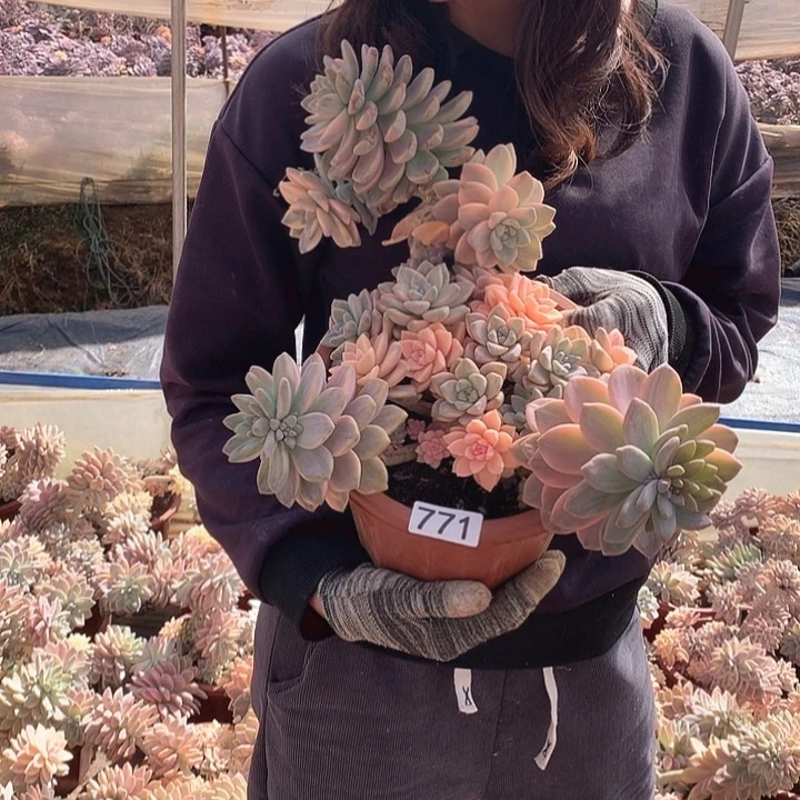 771 淡雪锦 一物一拍