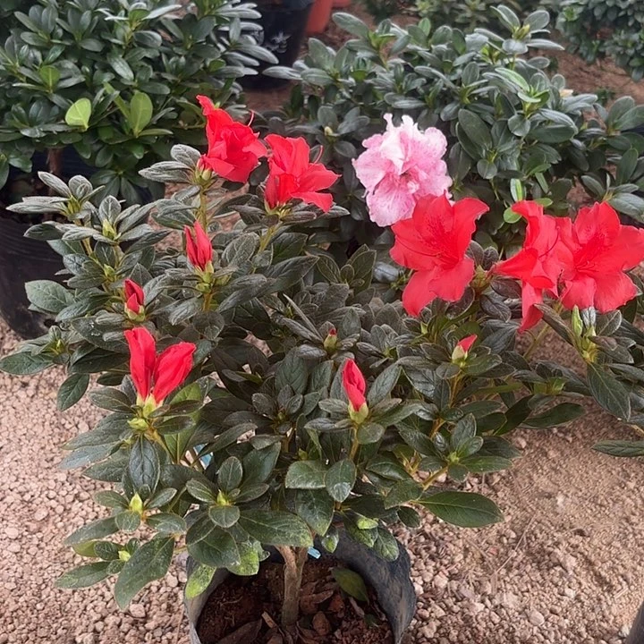 当前无花栽培后可以开花