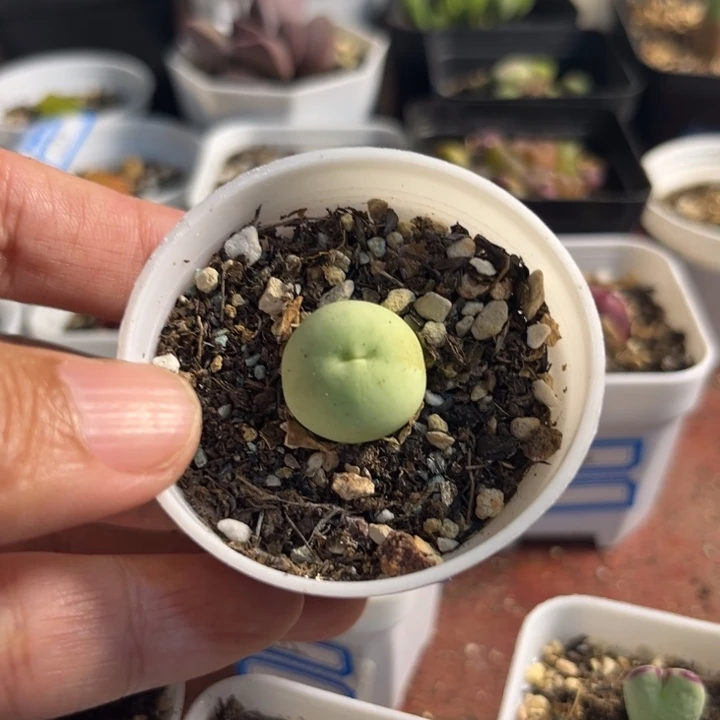 338 鸽子蛋多肉植物