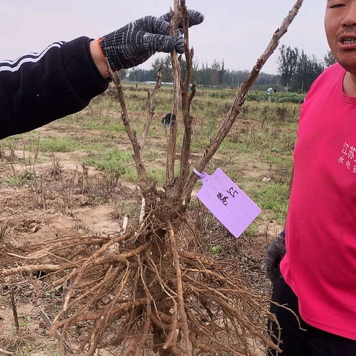 当前无花朵，栽培后可花朵旭港55