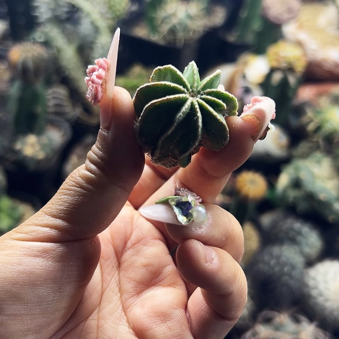 花笼仙人球111111