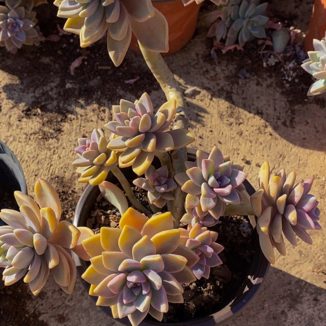 淡雪大盆整桩多肉植物