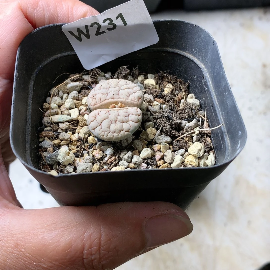 隧*W231多肉植物保护