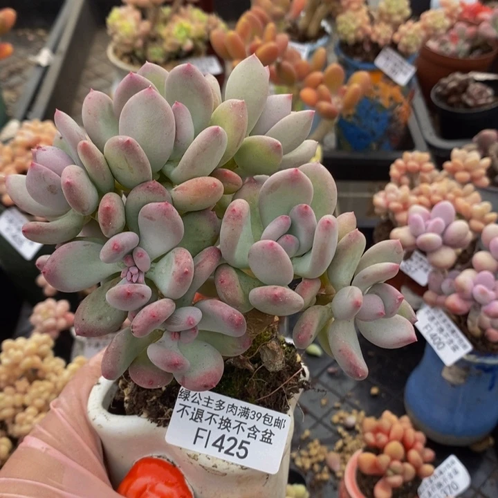 二代苹果奶11cm425多肉植物