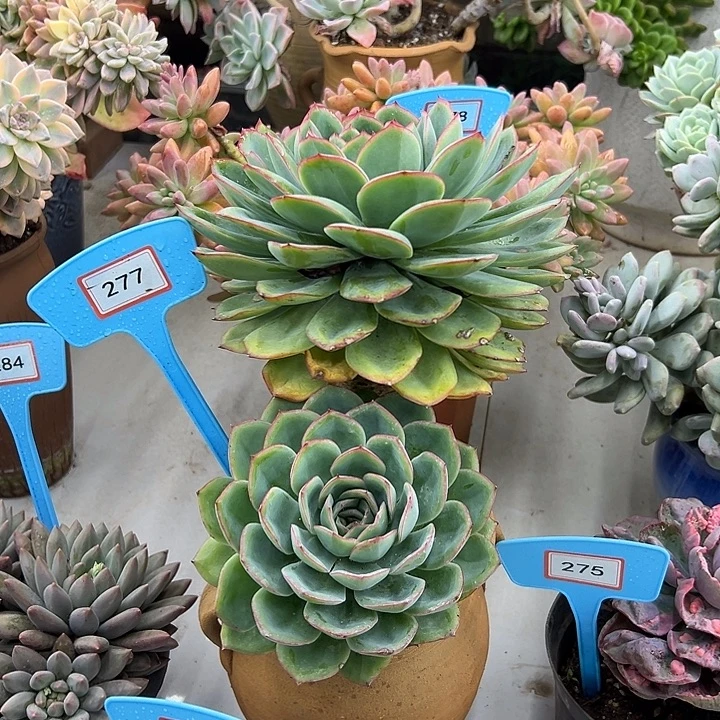 听***鹂橙路多肉植物提取277