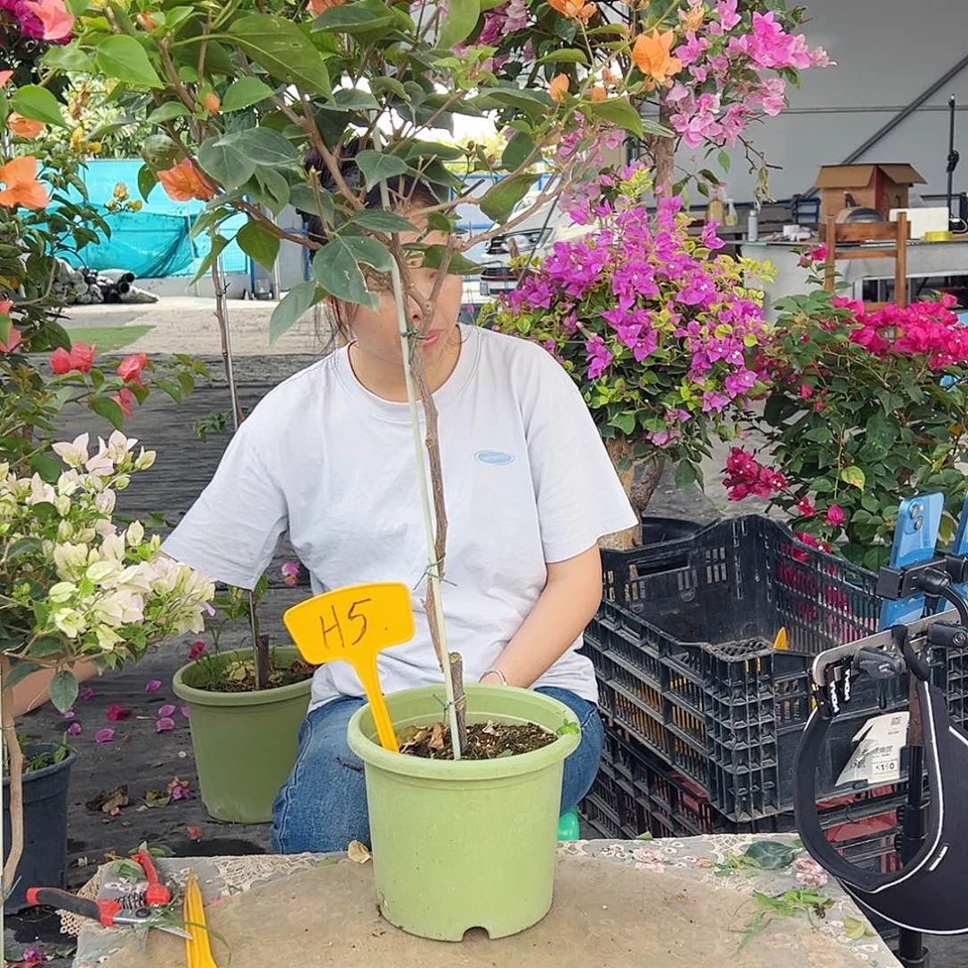 茕***琼大部分花苞少量开放H5波妹