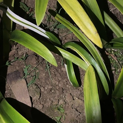 叶*兰尼带锦2+开花不售后不包售后