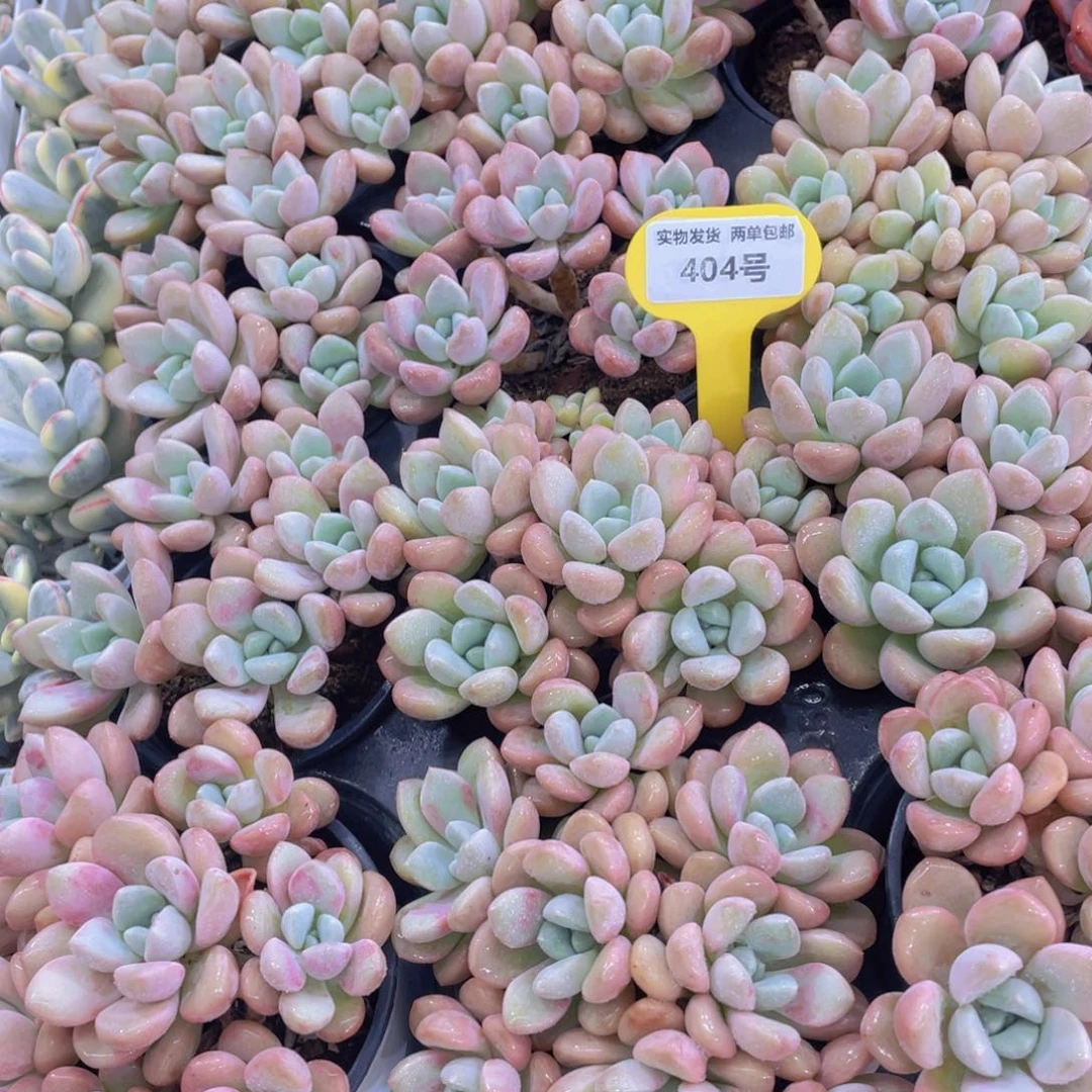 404号 老桩捧花花斑鹭多头群一个