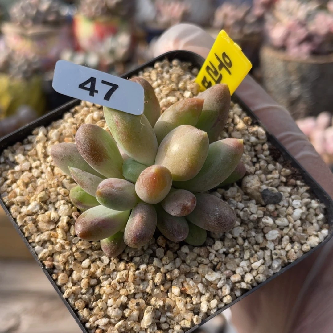 乌里韦亚多肉植物群生