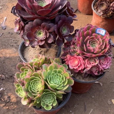 633多肉植物组合