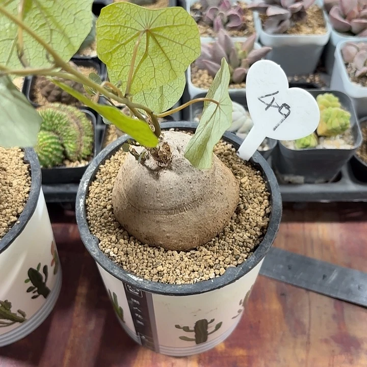 S****t49号血藤山乌龟虾仙人球