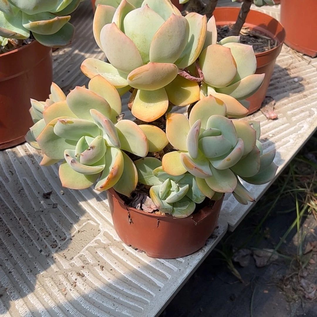 【闪购商品】无花朵用****0