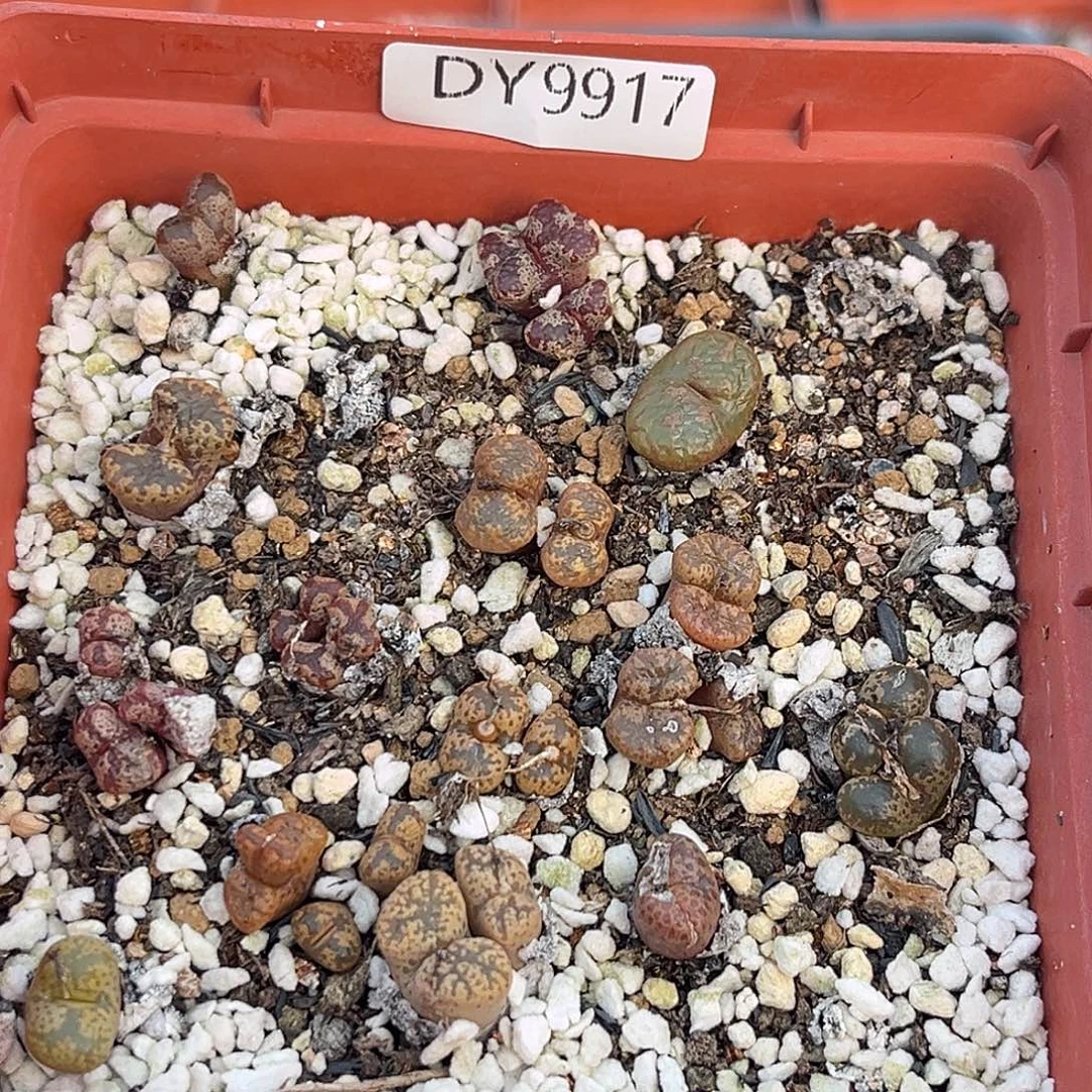 一物一拍勋章9917