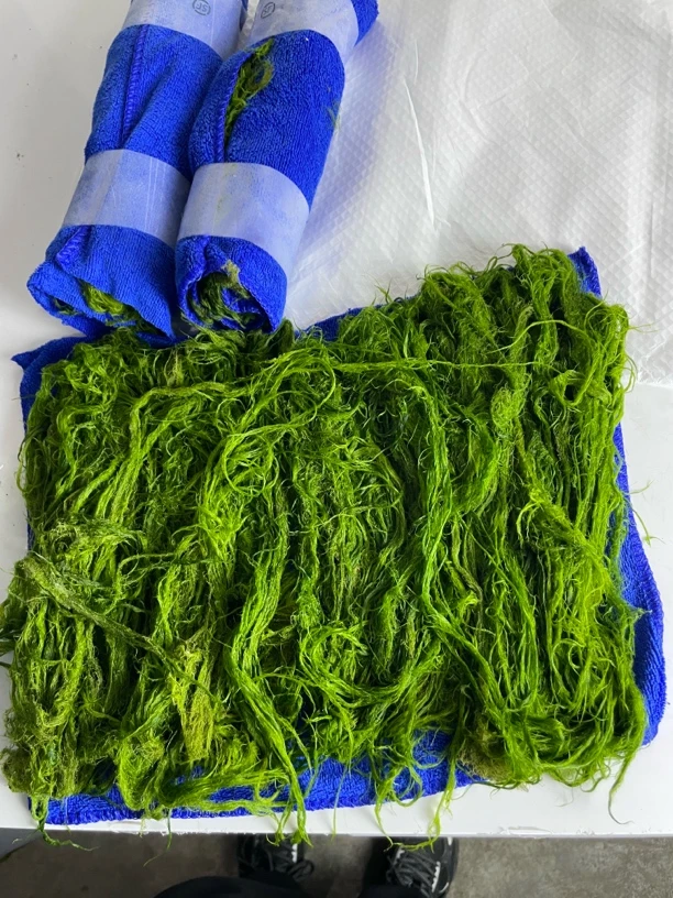 顺丰包邮新鲜马尾青苔饵料钓饵钓鱼可用于盘车摇机冲钓多种鱼类