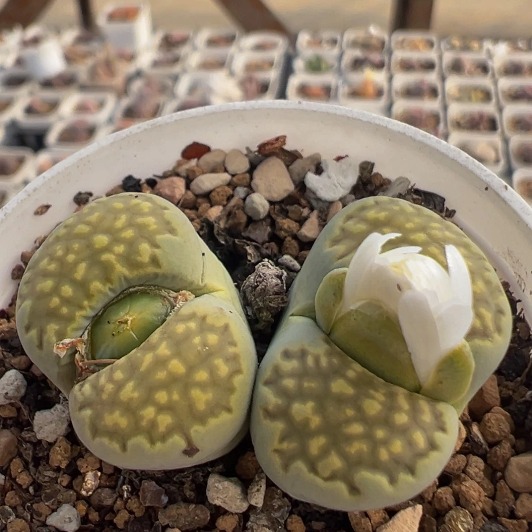 313多肉植物百科图片