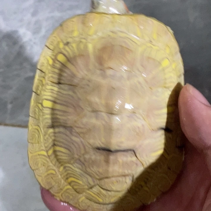 绿毛龟母66666666