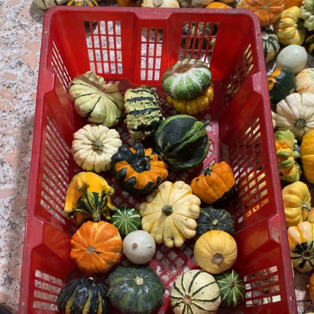 小****^墨西哥葫芦！！！！