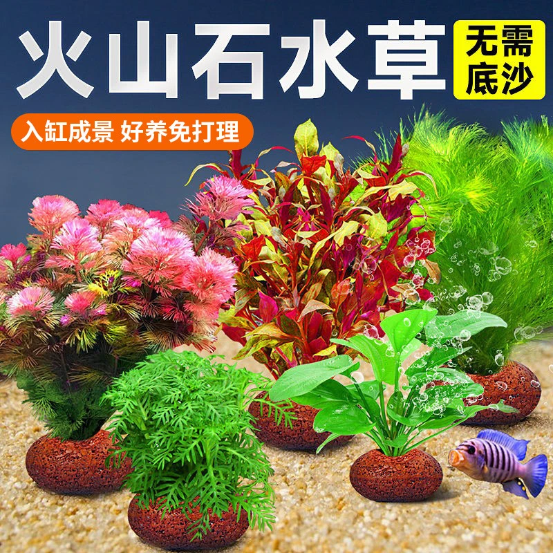 水草植物火山石鱼缸造景真草水培草水榕阴性绿菊红波青竹净化水质
