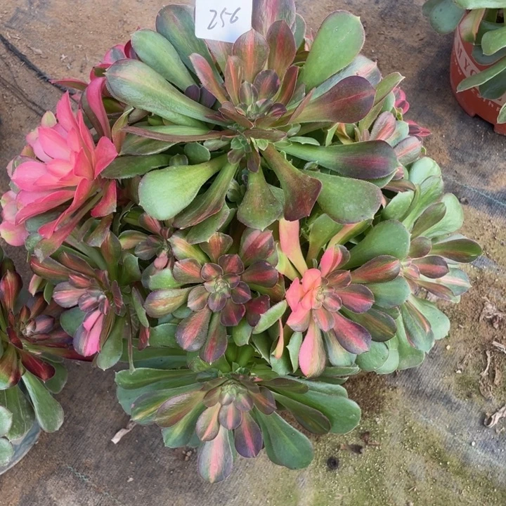 二***姨七彩拉丝锦-4多肉植物