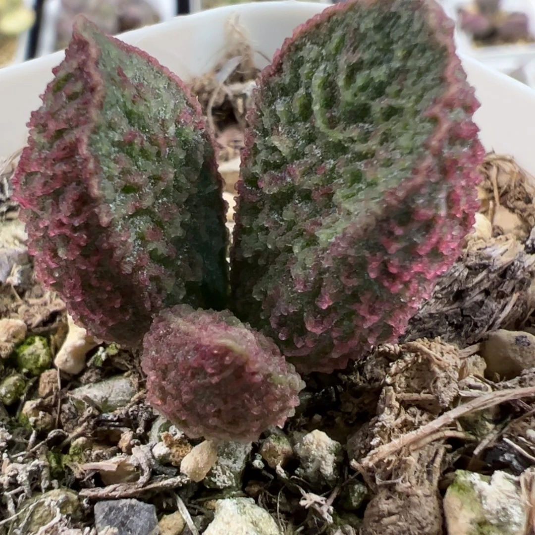 实生新品多肉植物水泡多肉植物