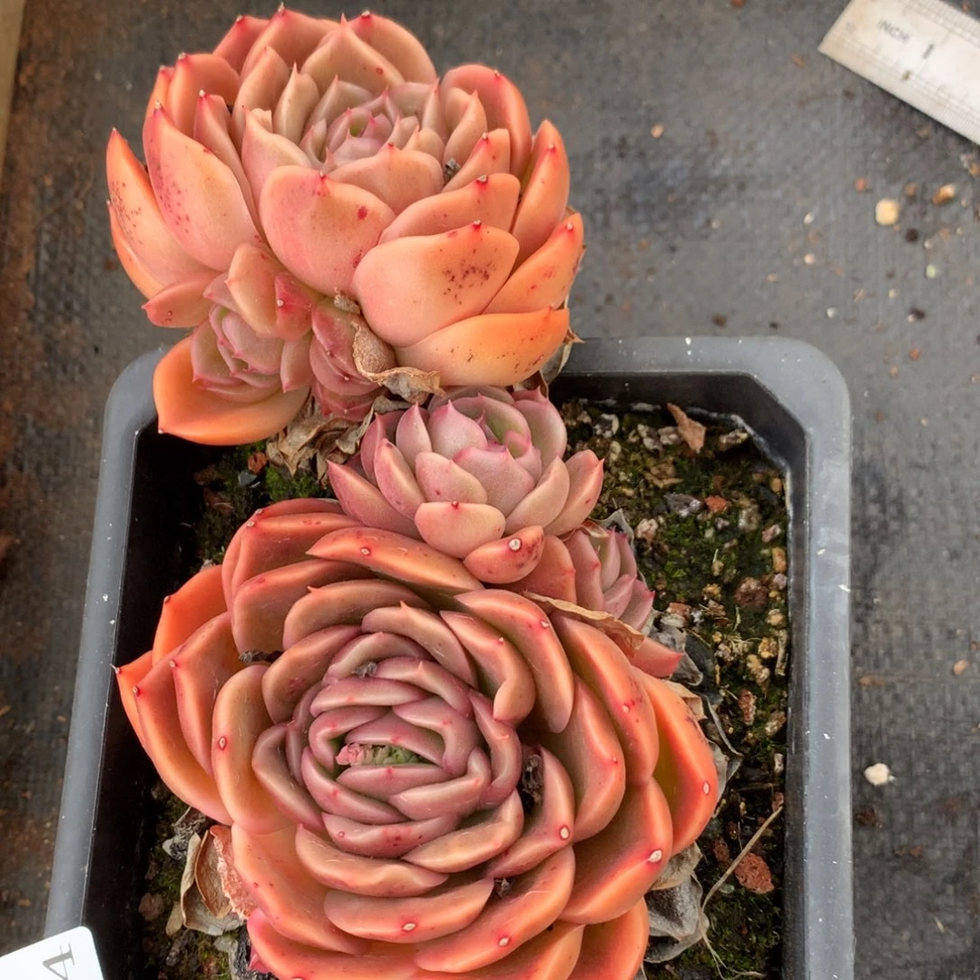 1194 杂交精品基地18厘米