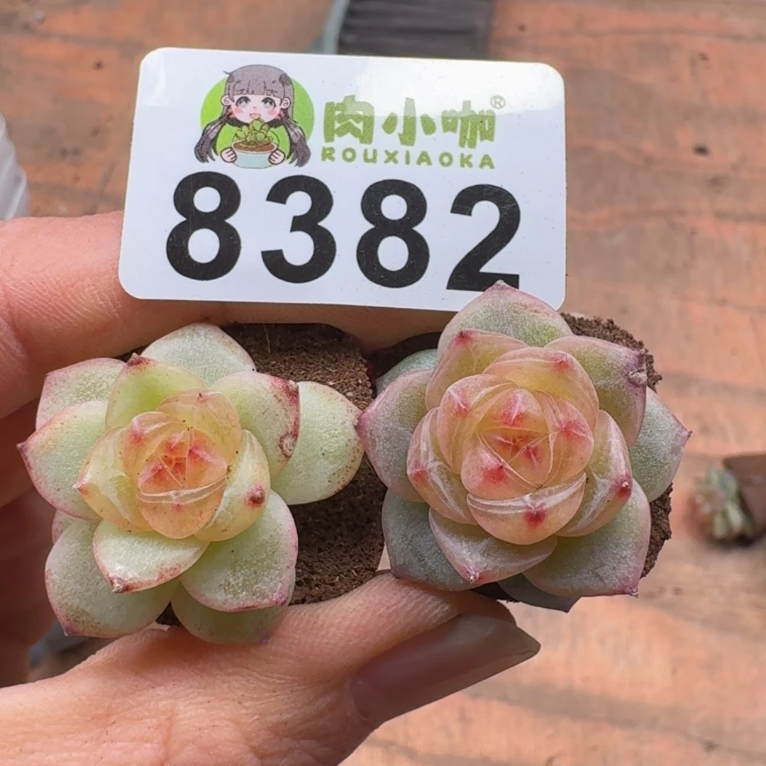 泡***x多肉植物多肉植物