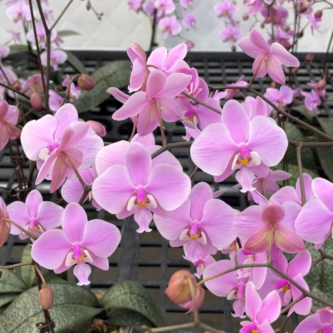 完全开放3.5寸银叶西开花株