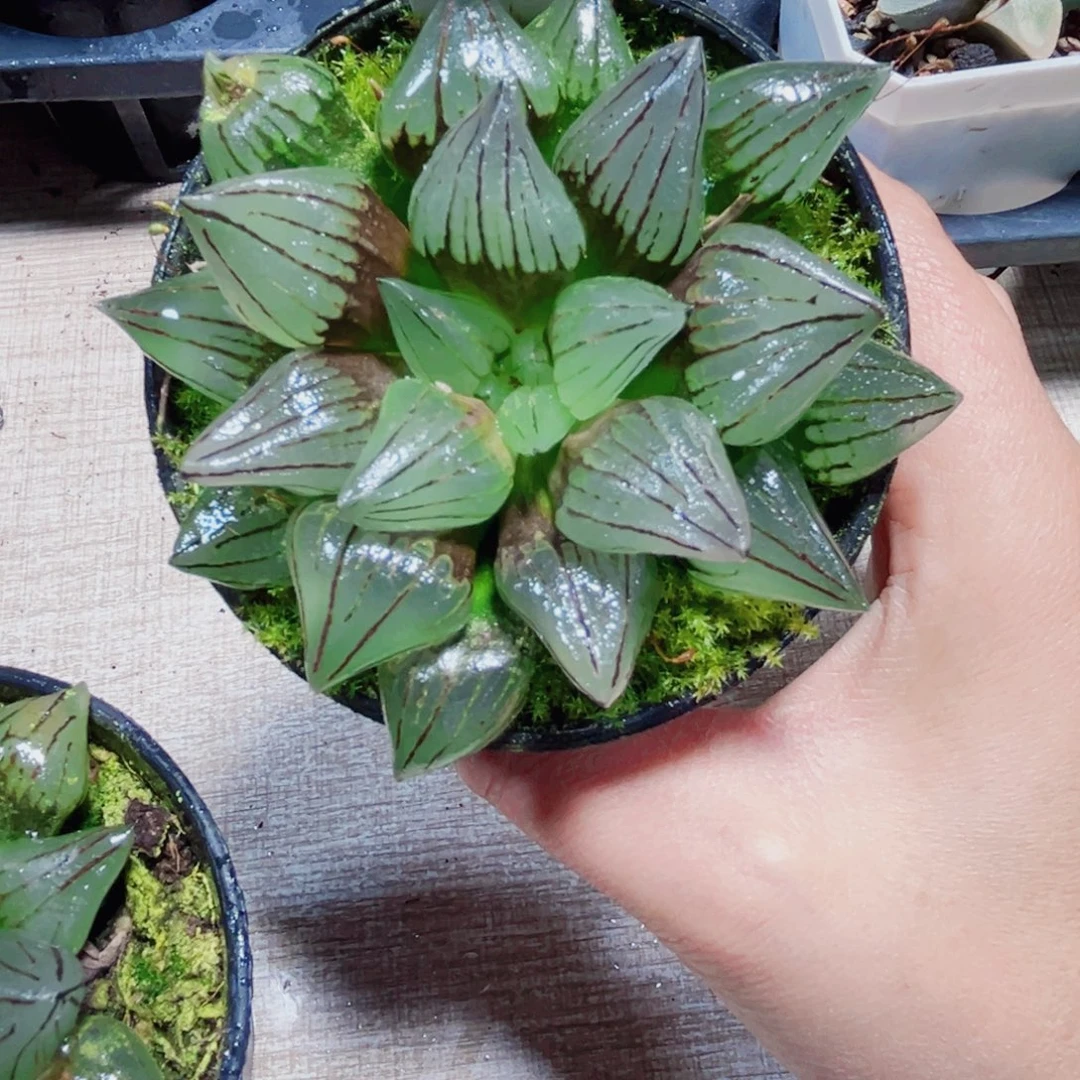 西瓜寿多肉植物6666