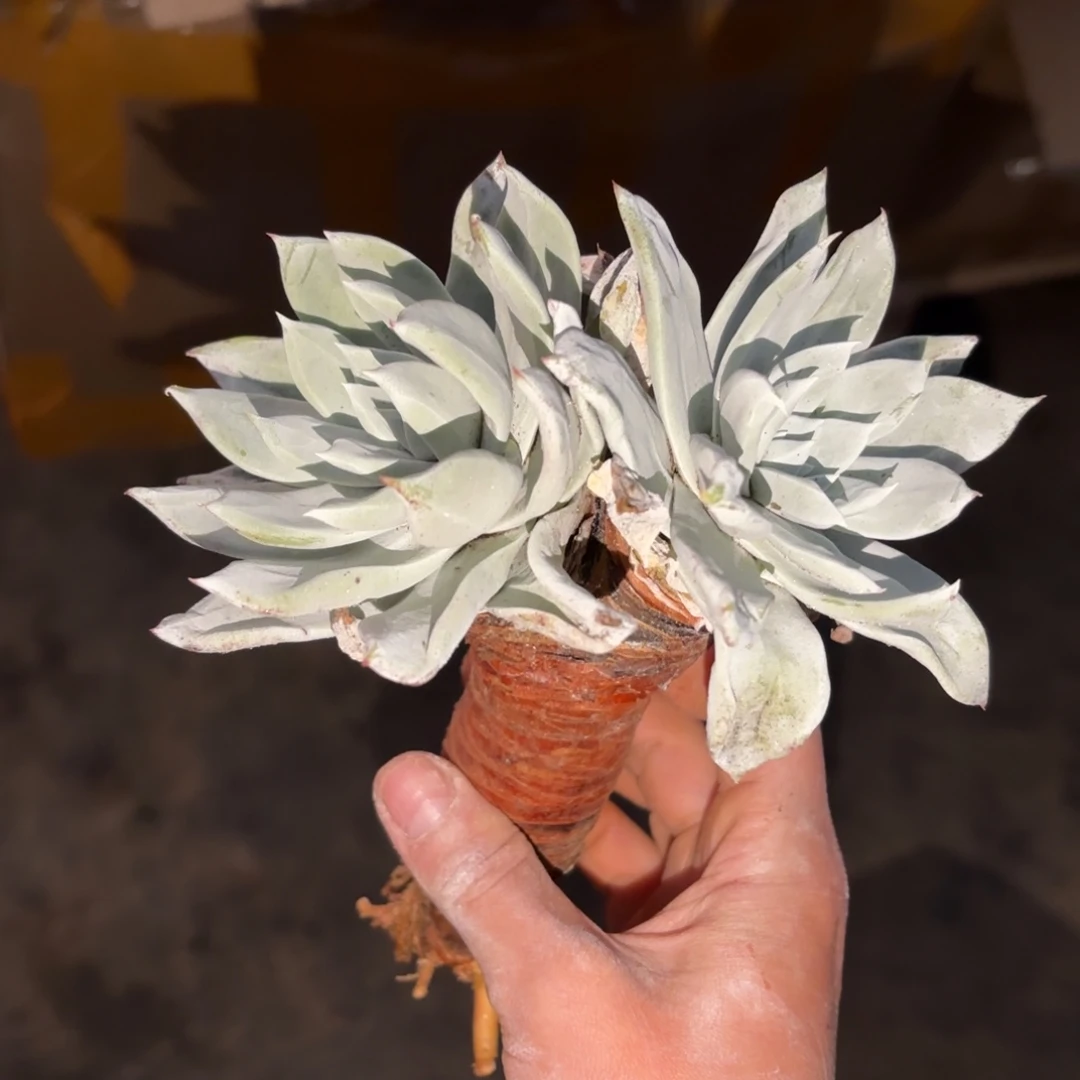 大圆叶杂，仙女杯多肉