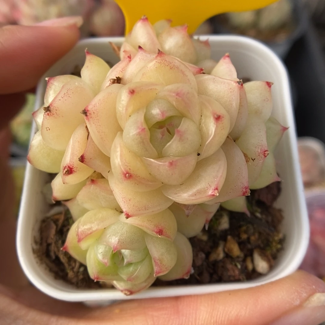 琉璃麦秆捧花463号。