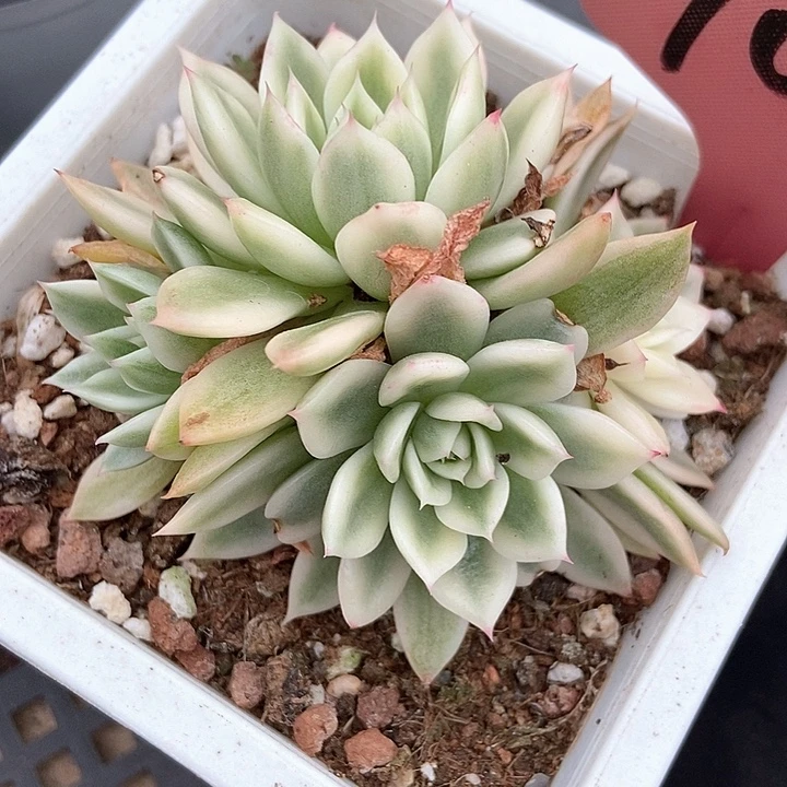 多肉植物蝴蝶飞锦7008