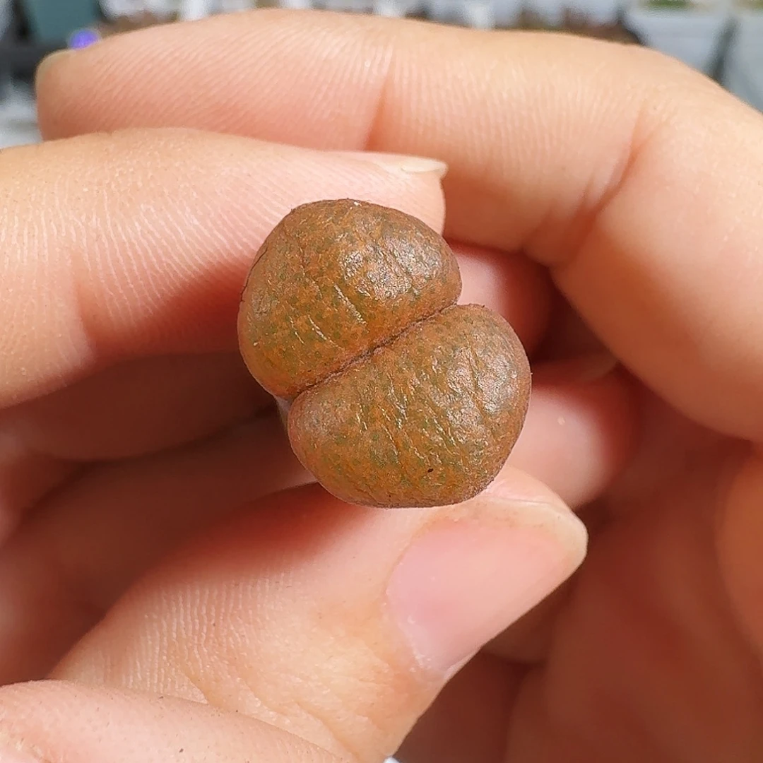 多肉植物福利风铃超级蛋糕243