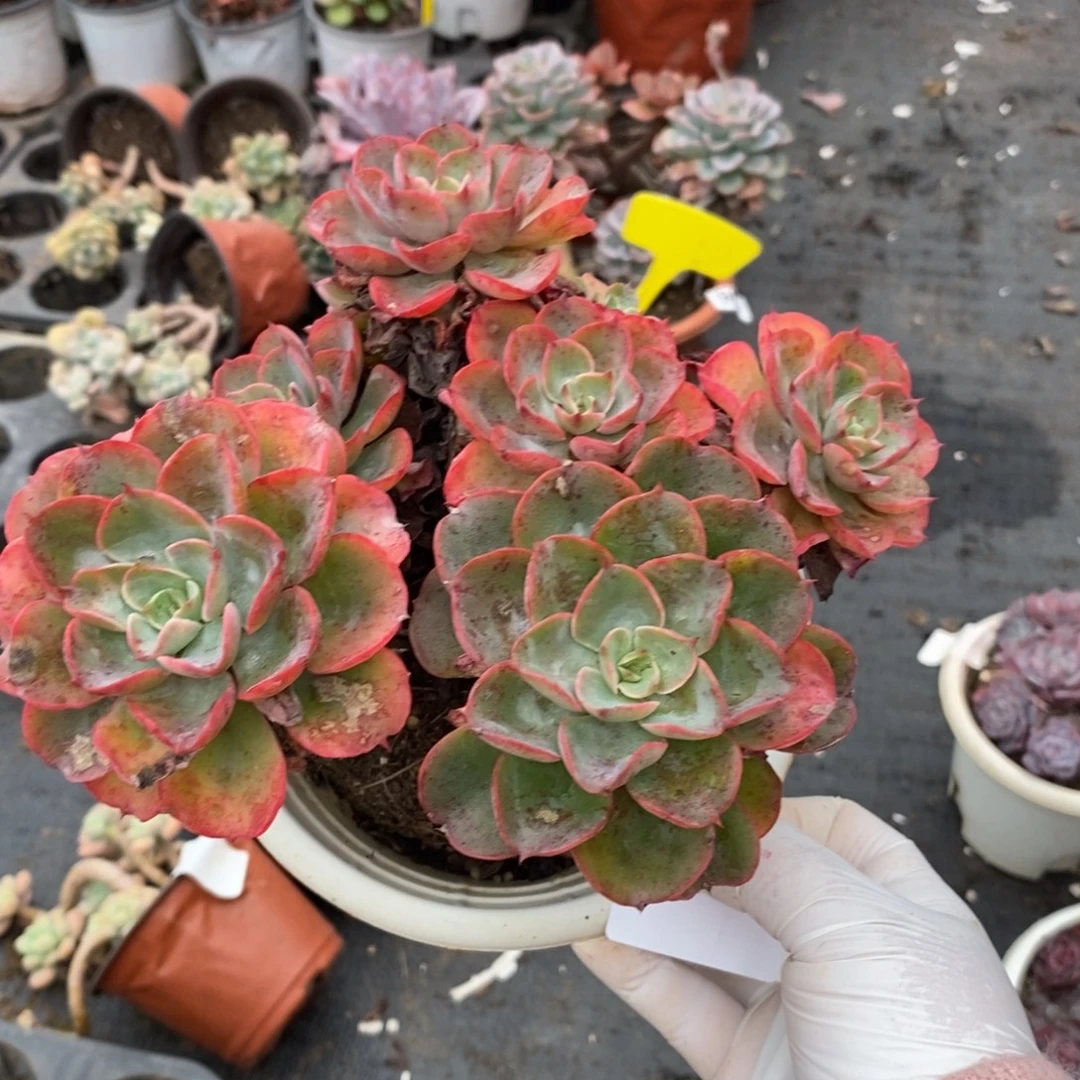 4186雨滴多头老桩一物一拍