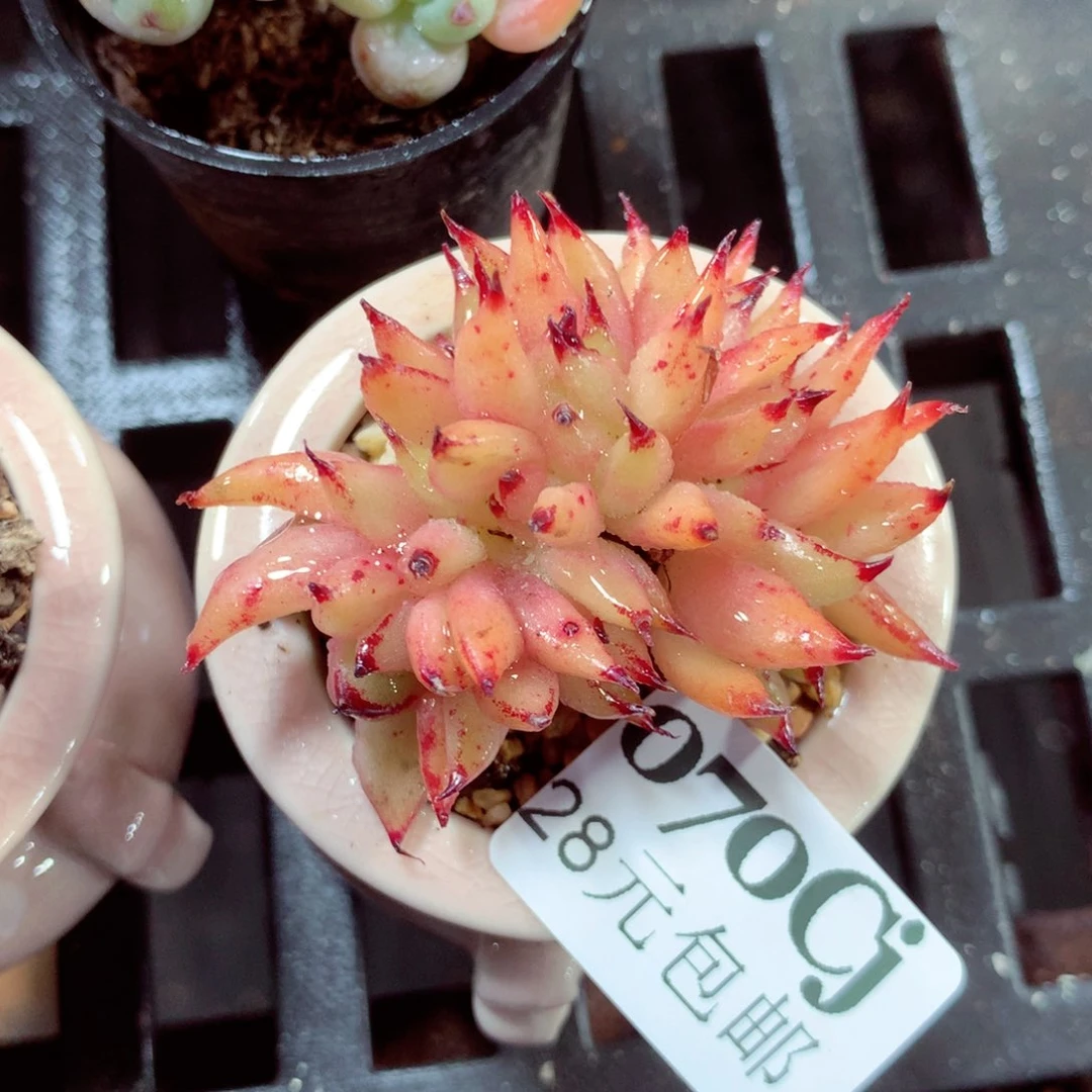 5厘米盆精控多肉070