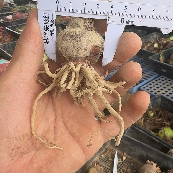 群芳圃朱顶红一棵3+