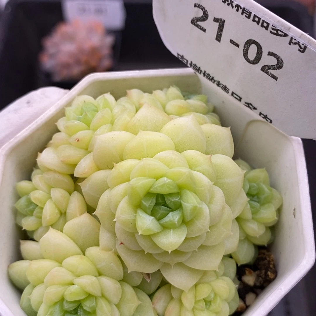 【闪购商品】21-02钻石麦秆