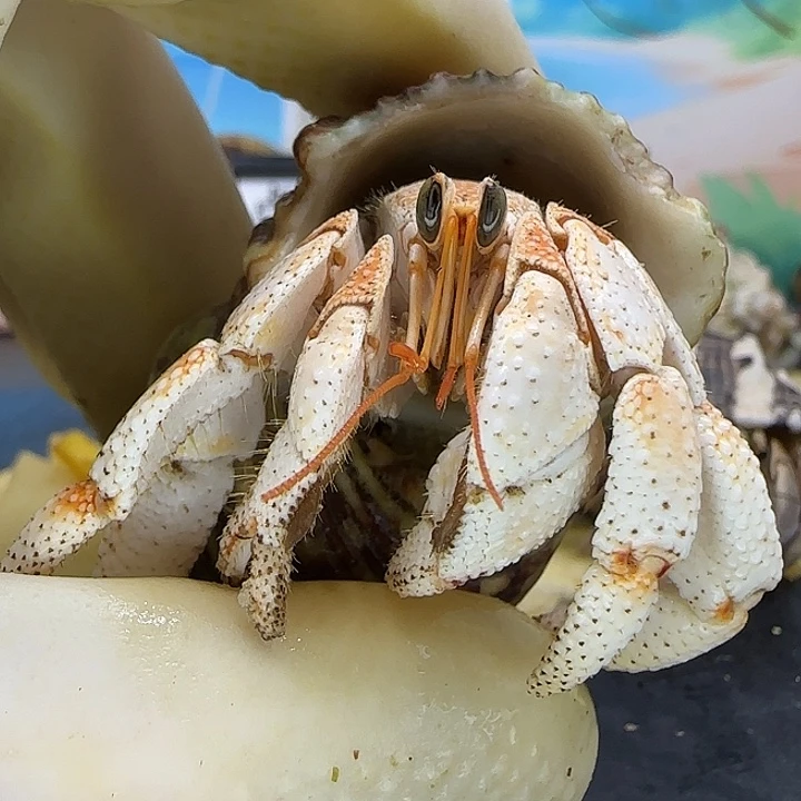 A63毛球2.0cm口径