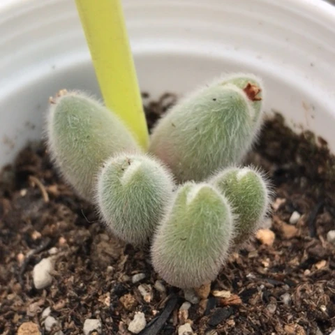 多肉肉锥 小美毛球