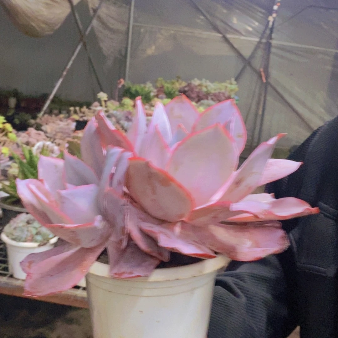 晚霞大单头带仔，160杯