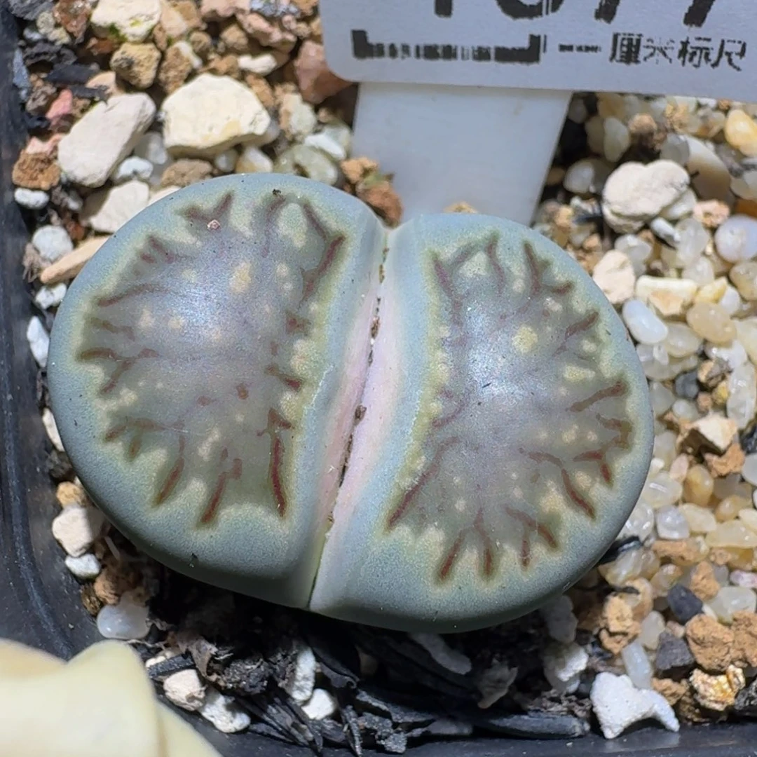 zzzz生石花肉锥1677蓝菊