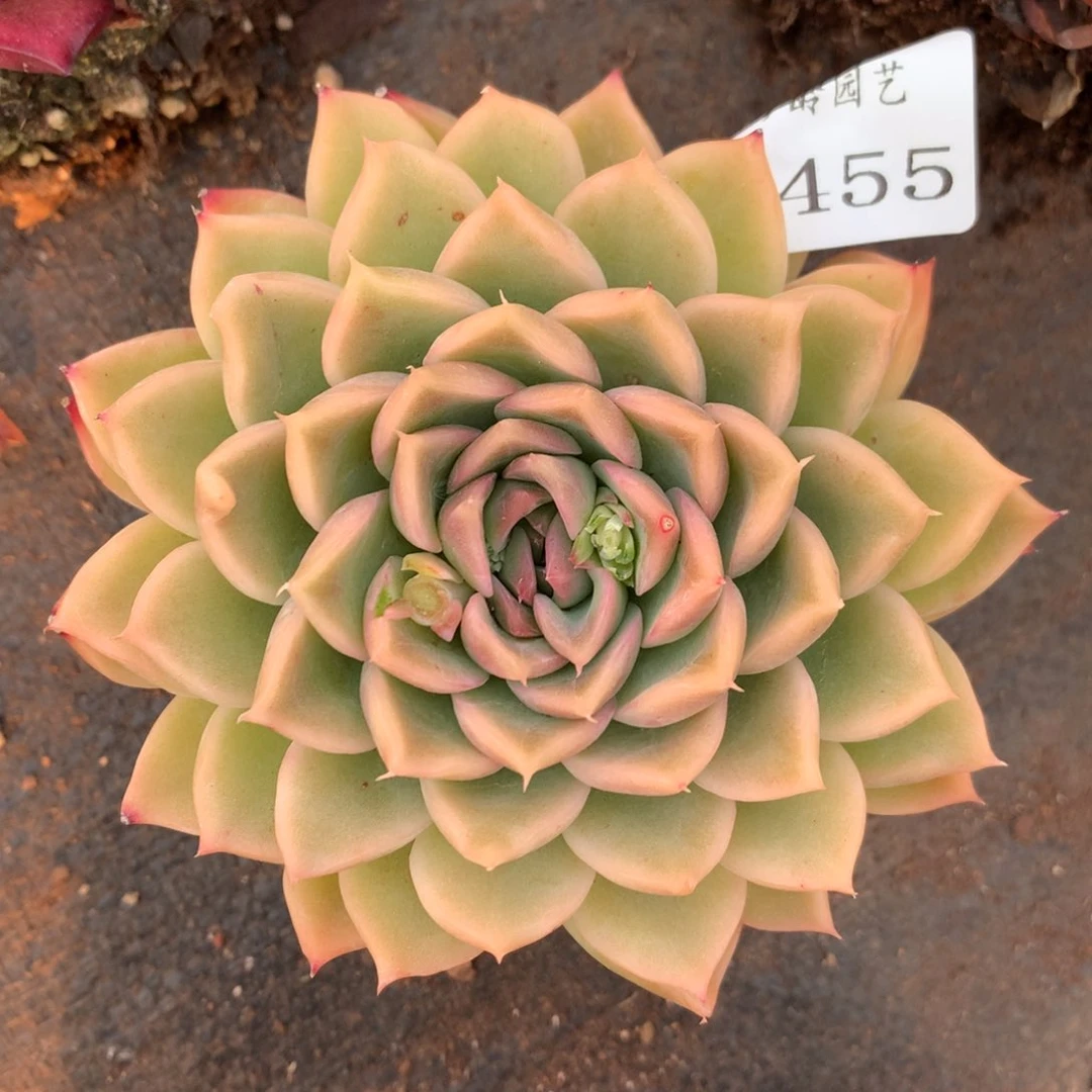 7455杂交多肉植物