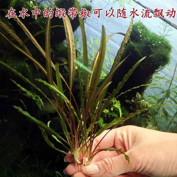 多种椒草随机发好养阴性水草适合新手造景(五个品种各发二棵)