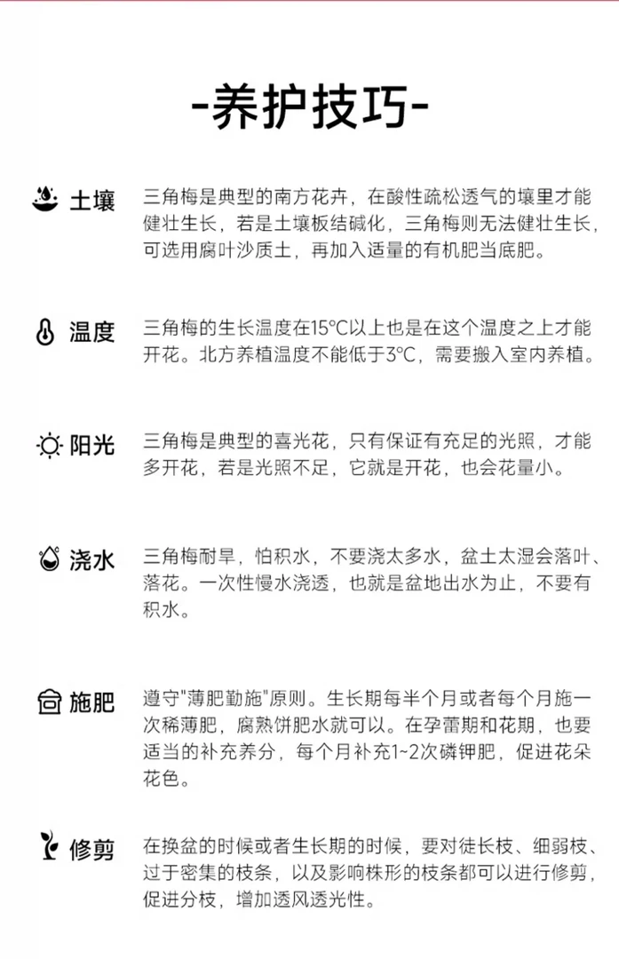 三角梅（19-199）一物一拍