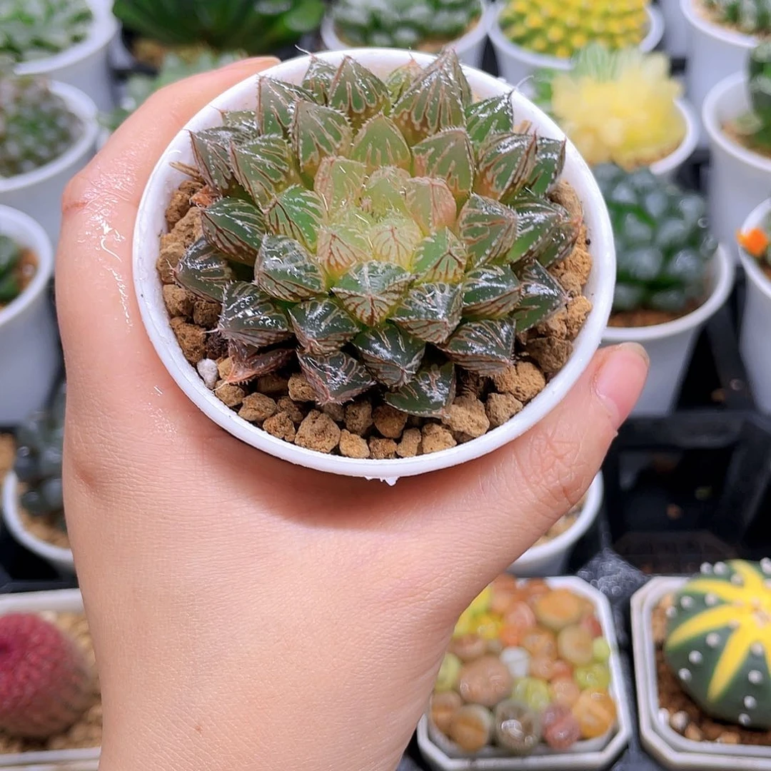 大叶楼兰，原盆原土