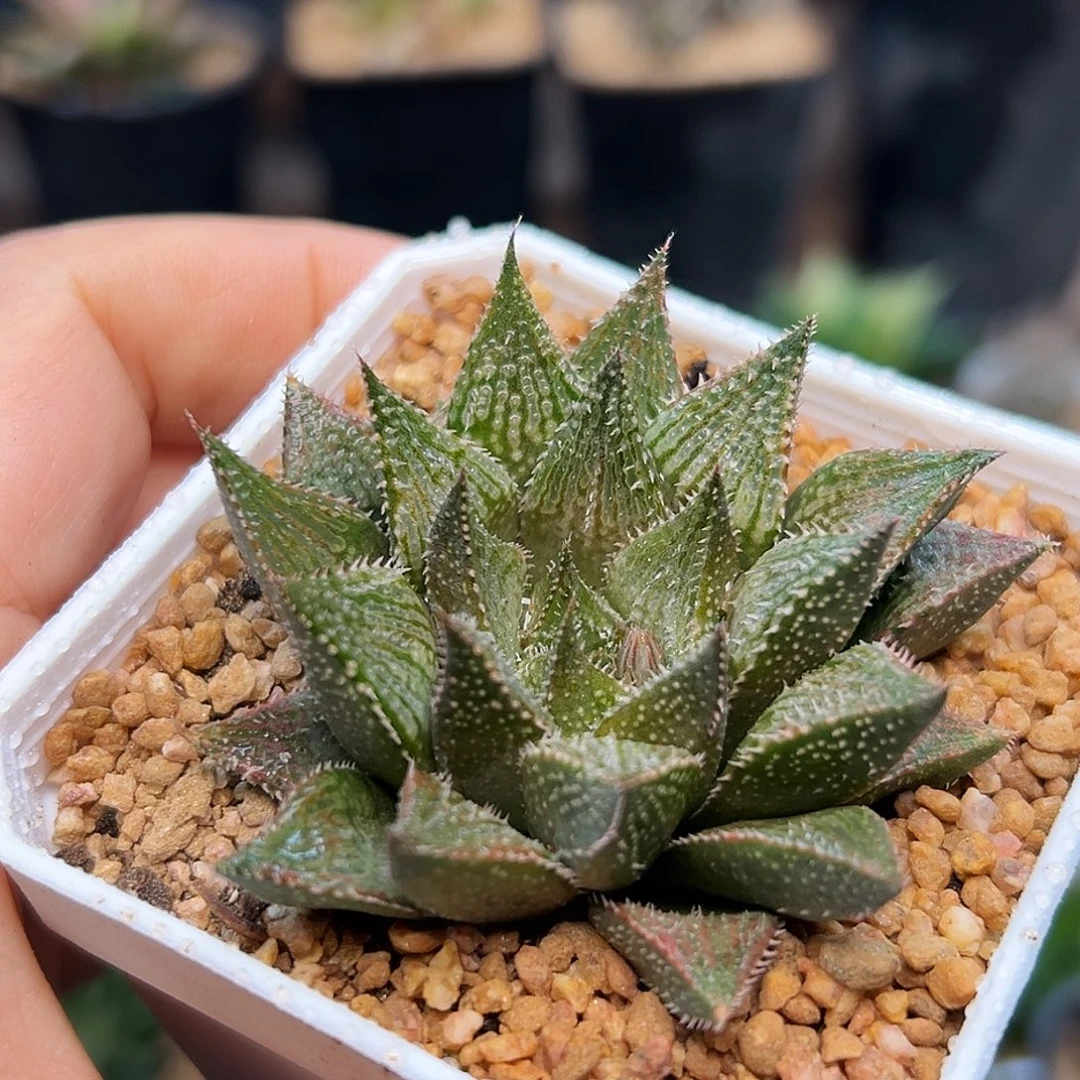 铭品寿硬叶十二卷一颗