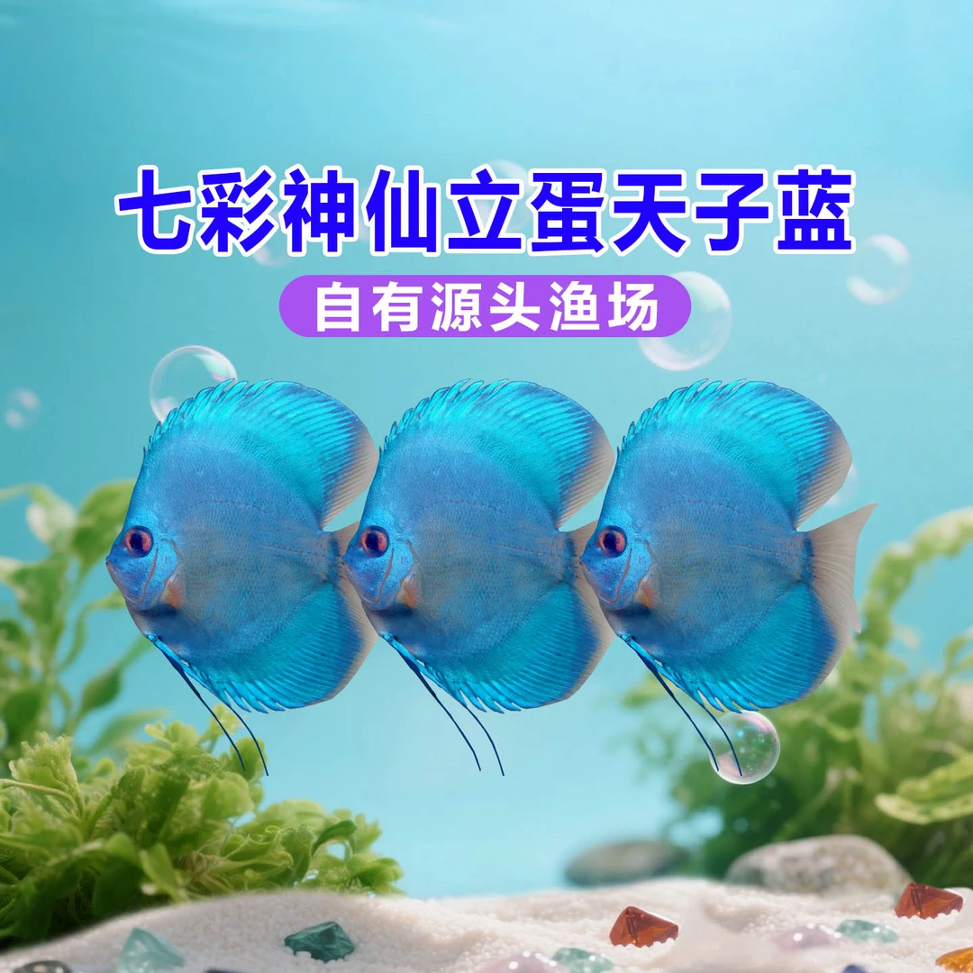 立蛋天子蓝七彩神仙鱼热带淡水鱼精品观赏鱼高颜值活体幼鱼包损