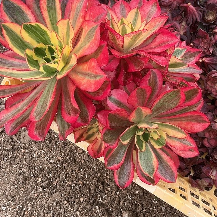 翠***花魅影法师多肉植物