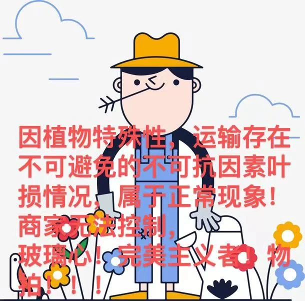 （花叶芋）秋海棠一物一拍链接