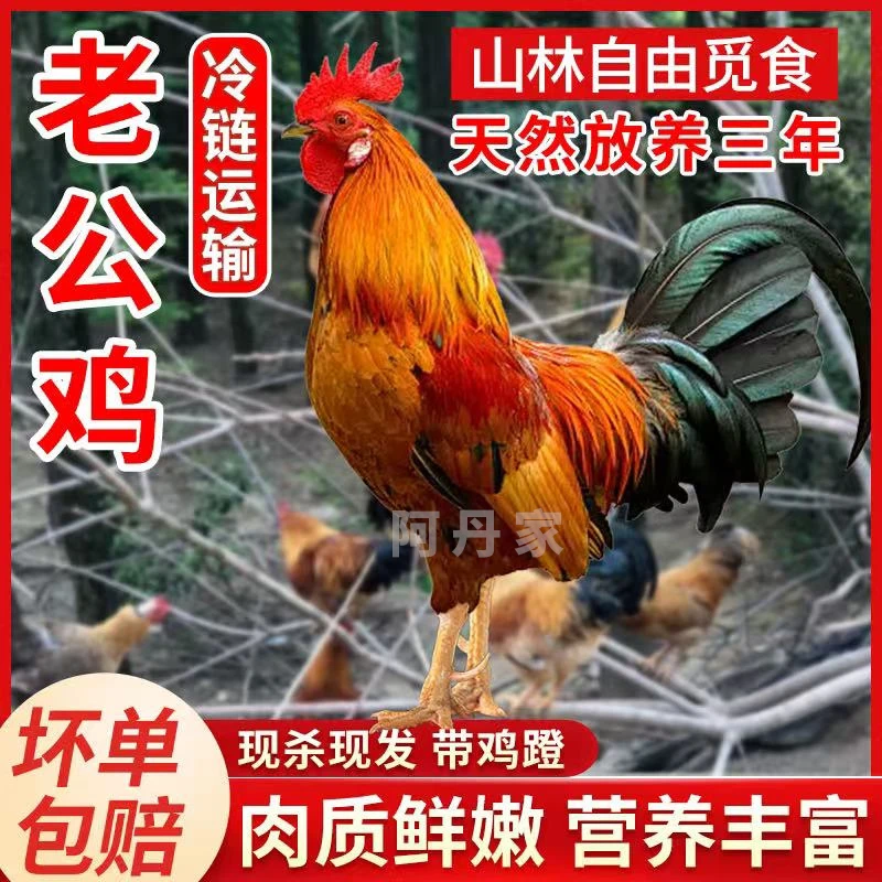 【阿丹家】农家放养3年老公鸡 新鲜现杀 一只净重4-5斤 带脚蹬